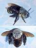 Amegilla sp.